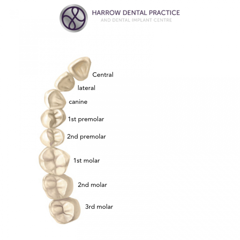 Teeth Names and the Tooth Numbering System Harrow Dental Practice Blog